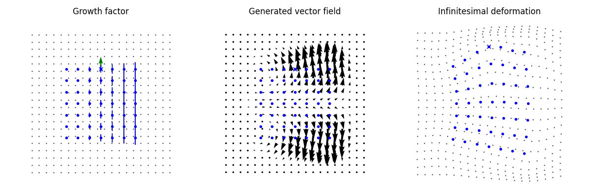 Growth factor, Generated vector field, Infinitesimal deformation
